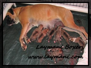 Luna Puppies 5May16 01